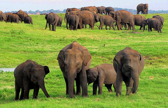 Kaudulla National Park